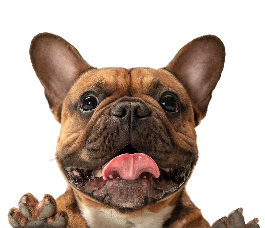 french bulldog smiling with tongue out and paws on screen